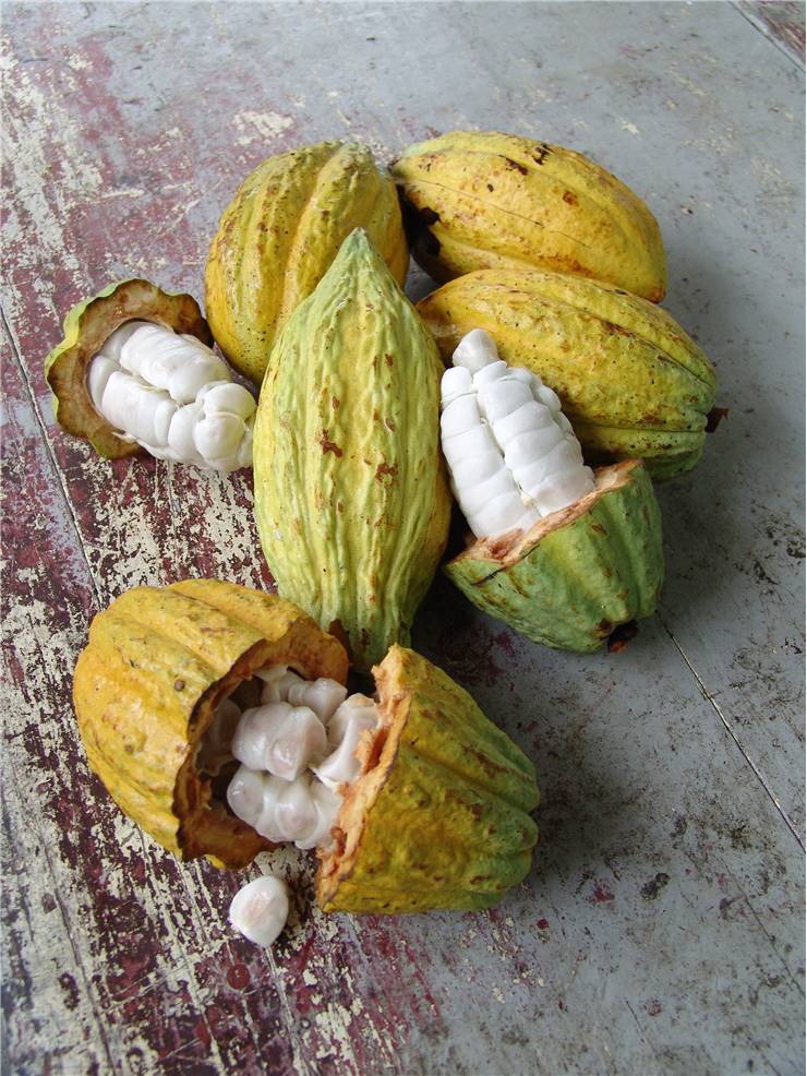 Cocoa fruits and beans