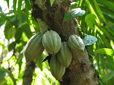 Cocoa pods for chocolate