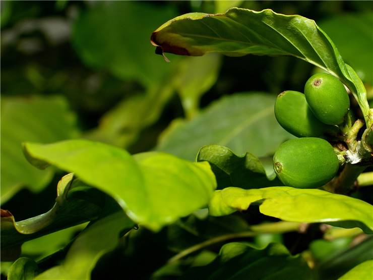 Green coffee beans